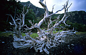 Driftwood at the shore, The Far Flats, Lord Howe Island, Australien