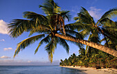 Palm trees at deserted Trannies Beach on West Island, Australia