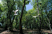 Terns in Pisonia forest on North Keeling Island