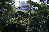Dwarfed rainforest on top of Mt. Gower