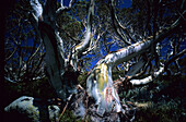 Schnee Eukalypten nahe Charlottes Pass, Kosciuszko National Park, New South Wales, Australien