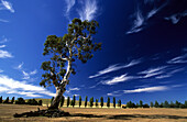 Ländliches Motiv Szenerie nahe dem Landstädtchen Cooma, New South Wales, Australien
