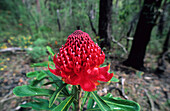 A flowering Waratah, Blue Mountains National Park, New South Wales, Australia