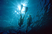 The surrounding reefs offer some of the best snorkeling areas in Australia, Heron Island, Great Barrier Reef, Australia