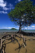 Mangroves, Dunk island, Family Islands group, Great Barrier Reef, Australia