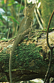 Eastern Water Dragon in rainforest, Lamington National Park, Queensland, Australia