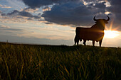 Osborne bull near Cadiz, Andalusia, Spain
