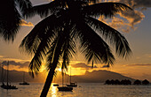 Silhouette von Palmen bei Sonnenuntergang, Abendstimmung an der Westküste, im Hintergrund Moorea, Tahiti, Französisch Polynesien, Südsee