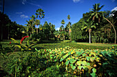 Der Botanische Garten bei Papeari, Tahiti, Französisch Polynesien, Südsee