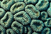 Coral reefs (Lobophyllia)