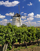 Wine growing region Retz, windmill, region Weinviertel, Lower Austria