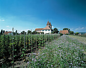 Peter and Paul church, vegetable gardening, Reichenau (Islet), Lake Constance, Baden-Württemberg, Germany