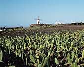 Spain, Canary Islands, Lanzarote, Guatiza, windmill, cactus field