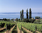 Germany: Uhldingen-Muehlhofen, Lake Constance, Baden-Wurttemberg, view across the vineyards to the Lake Constance