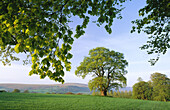 Oak tree. Brecon Beacons. Wales