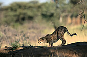 Cheetah (Acinonyx jubatus). Damaraland. Namibia