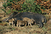 Wild Boar (Sus scrofa) with cubs. Germany