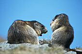 Marmota marmota, Saeugetiere. Austria.