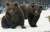 European Brown Bear , Ursus arctos, Adults.