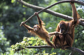 Sumatra-Orangutan with cub, (Pongo pygmaeus abelii).