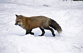 American Red Fox, (Vulpes vulpes fulva).