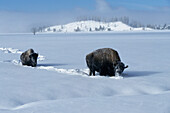 Bisons (Bison bison). Yellowstone National Park. Wyoming. USA