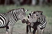 Common Zebras (Equus burchelli). Masai Mara Natural Reserve. Kenya