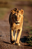 Löwe,  (Panthera leo). Masai Mara. Kenya