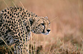 Cheetah (Acinonyx jubatus). Masai Mara. Kenya