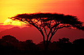 Acacia Tree. Serengeti National Park. Tanzania