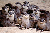 Oriental small clawed otters