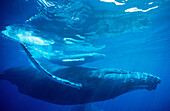Humpback Whale (Megaptera novaeangliae). Hawaii