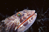 Sand Diver Lizardfish (Synodus intermedius). Caribbean