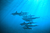 Delphin, Delfin,  (Stenella longirostis). Hawaii. USA