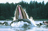 Humpback Whale (Megaptera novaeangliae) feeding. Alaska. USA