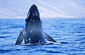 Humpback whale (Megaptera Novaeangliae). Hawaii. USA