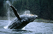 Humpback Whale(Megaptera novaeangliae). Calf breaching off. Alaska. USA