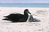 Black-footed Albatross (Diomedea nigripes). Midway Islands, Hawaii, USA