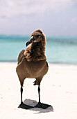 Black-footed Albatross (Diomedea nigripes) chick on beach in Northwest Hawaiian Islands, USA