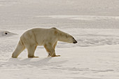 Adult Polar Bear (Ursus maritimus) walking on ice near Churchill, Manitoba, Canada