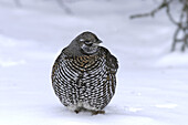An Adult Spruce Grouse (Falcipennis canadensis) on fresh snow near Churchill, Manitoba, Canada.