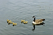Adult Canada Geese (Branta canadensis) with goslings on the Oxbow Bend of the Snake River, Wyoming.