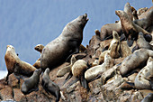Steller s Sea Lion (Eumetopias jubatus) hauled out on The Brothers Islands, Southeast Alaska, USA