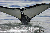 North Pacific Humpback Whale (Megaptera novaeangliae) fluke-up dive in Southeast Alaska, USA.