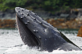 North Pacific Humpback Whale (Megaptera novaeangliae) lunge-feeding in Southeast Alaska, USA.