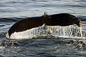 Adult Humpback Whale (Megaptera novaeangliae) fluke-up dive in Southeast Alaska, USA.