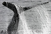 Adult Humpback Whale (Megaptera novaeangliae) tail-lobbing in Southeast Alaska, USA.