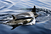 Orca pair (Orcinus orca - also known as killer whale) surfacing together in Southeast Alaska, USA.
