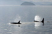 Orca pair (Orcinus orca - also known as killer whale) surfacing together in Southeast Alaska, USA.
