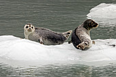 Mother and pup Harbor Seals (Phoca vitulina) on ice near Johns Hopkins Glacier in Glacier Bay National Park, Southeast Alaska, USA.